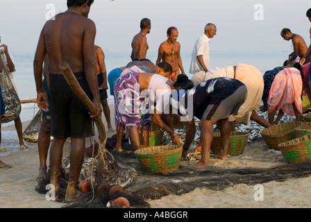 Goa smistamento dei pescatori di sardine e mackeral dalle loro reti in Benaulim Beach in Goa Foto Stock