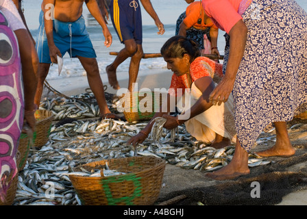 Goa smistamento dei pescatori di sardine e mackeral dalle loro reti in Benaulim Beach Foto Stock