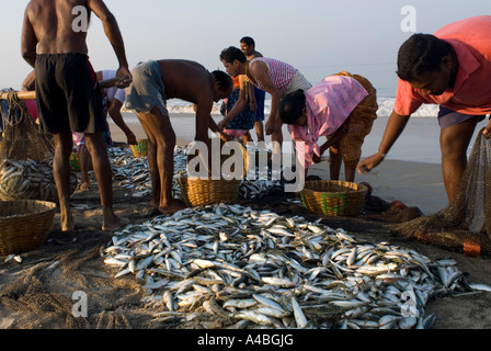 Goa smistamento dei pescatori di sardine e mackeral dalle loro reti in Benaulim Beach Foto Stock