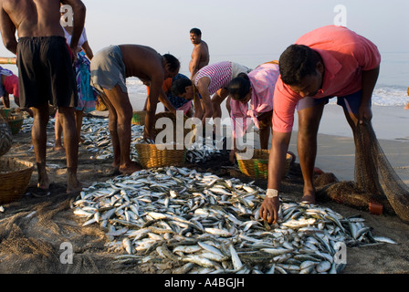 Goa smistamento dei pescatori di sardine e mackeral dalle loro reti in Benaulim Beach Foto Stock