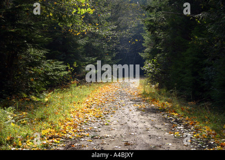 39,022.09368 una piccola tra i boschi di strada sterrata vi chiama a seguire nella foresta Foto Stock