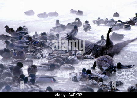 Anatre e oche schizzi e alimentazione nella gelida acqua del fiume congelato lago in ghiaccio e neve. Acqua increspature che essi mangiano. Foto Stock