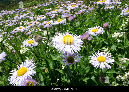 38,918.05572 selvaggio fiore fiori selvaggi composito aster Compositae bianco giallo campo di lavanda prato 1,25 pollici close-up closeup macro Foto Stock