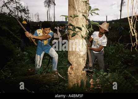 I coloni che occupano terreni in Utumuju tagliare un albero per una barricata, Bahia, Brasile. Foto Stock