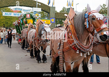 Pferdegespann auf dem Muenchner Oktoberfest, imbrigliato horse team al Oktoberfest a Monaco di Baviera Foto Stock