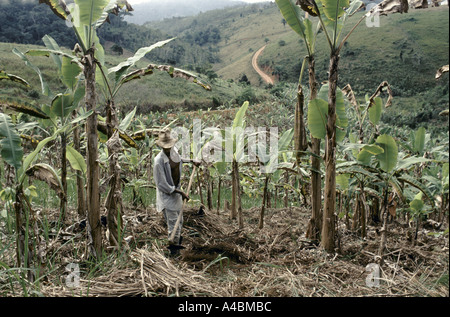 A Utumuju contadini hanno occupato e cancellato un tratto di foresta pluviale atlantica e piantate con alberi di banane. Foto Stock