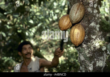Lavoratori su una piantagione di cacao in Bahia utilizzare a lungo gestito lame per affettare il cacao Cialde da alberi. Foto Stock