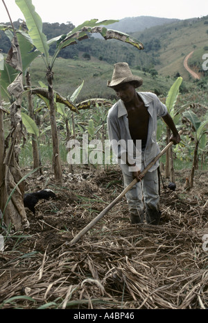 A Utumuju contadini hanno occupato e cancellato un tratto di foresta pluviale atlantica e piantate con alberi di banane. Foto Stock