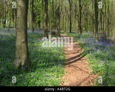 Percorso attraverso Bluebells a Shoreham boschi Shoreham Kent REGNO UNITO Foto Stock