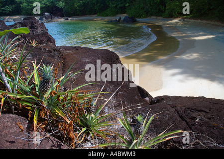 Ananassi cresce su rocce lungo le spiagge della penisola di Masoala Madagascar Foto Stock