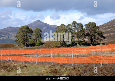 Alta visibilità arancione reti in plastica progettato per ridurre il numero di linea di recinzione bird scioperi. XPL 4628-435 Foto Stock