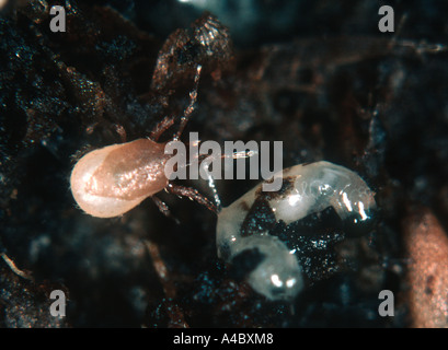 Acaro predatore Hypoaspis miles alimentazione su sciarid fly larva Foto Stock