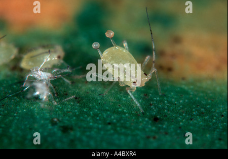 Chiazzato arum afide circumflexum Aulacorthum ninfa di gruppo che secerne un feromone di emergenza Foto Stock