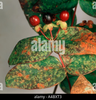 Hypericum ruggine Melampsora hypericorum sulla superficie superiore di Hypericum x inodorum lascia Foto Stock