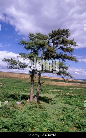 I larici sul Parco Nazionale di Dartmoor in estate. XPL 4714-442 Foto Stock