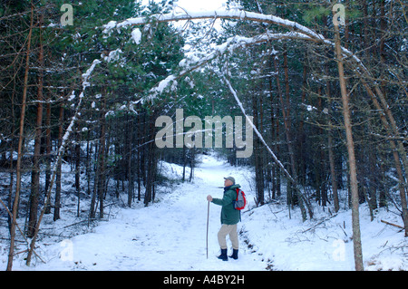 Bosco in inverno Strathspey Foto Stock