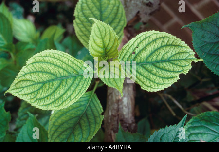 Lime indotta ferro Fe carenza di ortensie Foto Stock