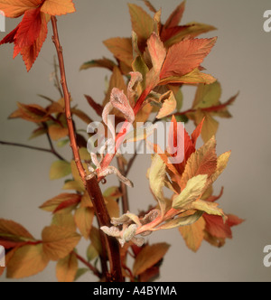 Oidio Podosphaera clandestina su Spiraea japonica Goldflame lascia Foto Stock