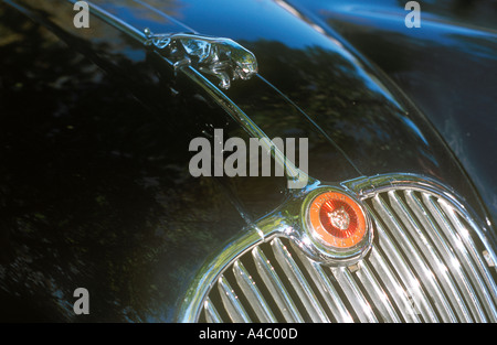 Jaguar XK 150 radiatore saltando cat ensignia badge e chiudere il cofano motore in alto Foto Stock