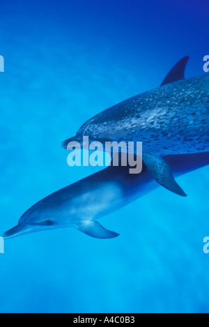 Delfino macchiato atlantico PLAGIODON STENELLA BAHAMA BANCHE Foto Stock