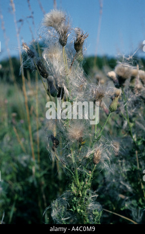 Creeping Thistle Cirsium arvense la semina Foto Stock