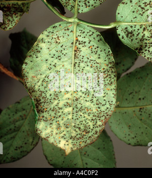 Rose ruggine Phragmidium tuberculatum teliospore pustole sulle foglie lato inferiore Foto Stock