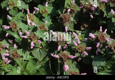 Red dead ortica Lamium purpureum in fiore Foto Stock