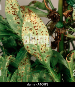 Antirrhinum ruggine Puccinia antirrhini pustole sulle foglie lato inferiore Foto Stock