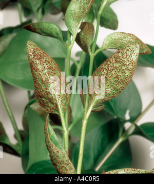 Maggiore pervinca ruggine Puccinia vincae sulla maggiore pervinca foglie inferiori Foto Stock