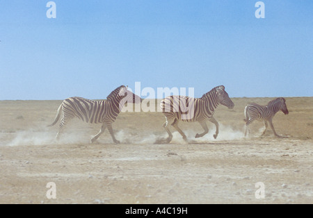 Due Burchell's zebre con puledro - esecuzione / Equus burchelli Foto Stock