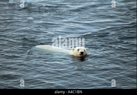 Orso polare - nuoto / Ursus maritimus Foto Stock
