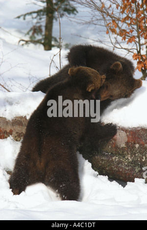 Due giovani orsi bruni - giocare nella neve / Ursus arctos Foto Stock
