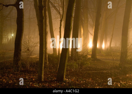 Alberi nella nebbia di notte Foto Stock