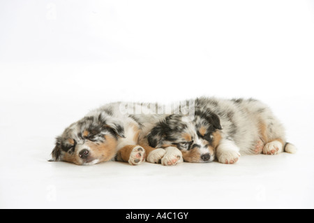Due pastore australiano cuccioli di cane - dormire Foto Stock