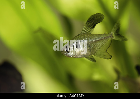 Fantoccio nero tetra Hyphessobrycon megalopterus Foto Stock