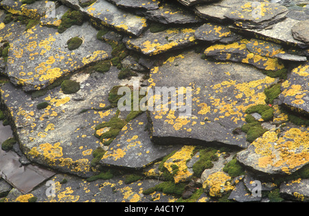 Dettaglio del muschio sul tetto in ardesia, Zermatt svizzera Foto Stock