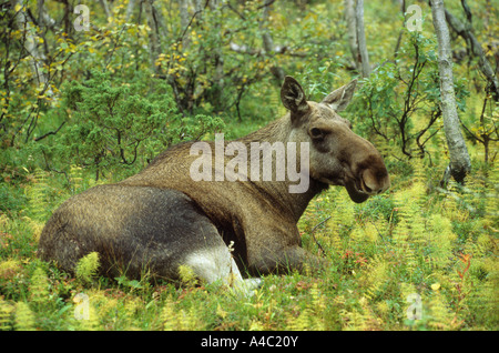 Cow elk - mentire / Alces alces Foto Stock