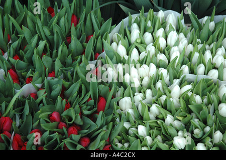 Tulip mazzi di tulipani su uno stallo nel mercato dei fiori di Amsterdam Foto Stock