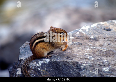 Scoiattolo striado su roccia mangiare pane Foto Stock