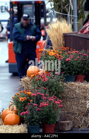 Lavoratore in piedi vicino a zucche e fiori Foto Stock