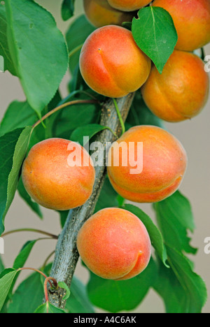 Albicocca (Prunus armeniaca), varietà Bergarouge, frutta su albero Foto Stock