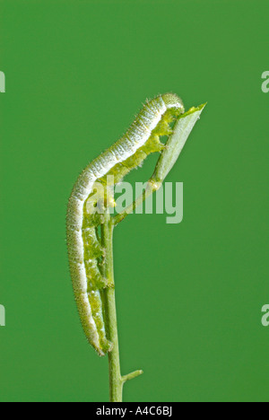 Punta arancione (Anthocharis cardamines), Caterpillar mangiando un öeaf Foto Stock