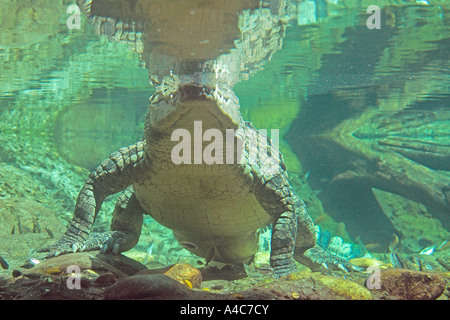 Nuoto coccodrillo del Nilo (Crocodylus niloticus) visto dal di sotto del Sud Africa, Luglio Foto Stock