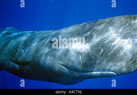 Capodoglio (Physeter macrocephalus, Physeter catodon), ritratto del maschio. Dominica Aprile Foto Stock