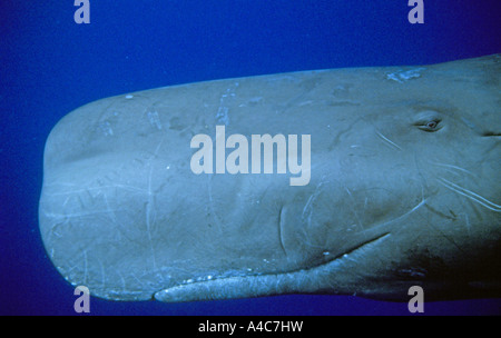 Capodoglio (Physeter macrocephalus, Physeter catodon), maschio in acqua chiara, ritratto Foto Stock