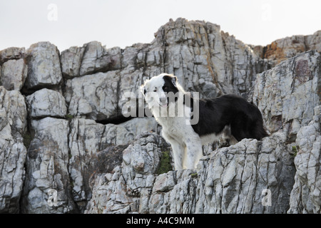 Bianco e nero cane sulla scogliera Foto Stock