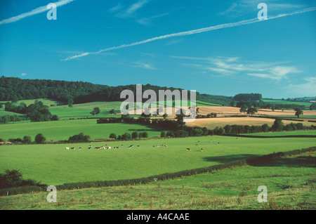 Il bestiame pascola in campi verdi vicino a Ludlow Shropshire Inghilterra Foto Stock