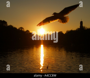 Un Gabbiano al tramonto; Highfields University Park NOTTINGHAMSHIRE REGNO UNITO Foto Stock