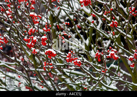 Coperta di neve Albero di biancospino Foto Stock