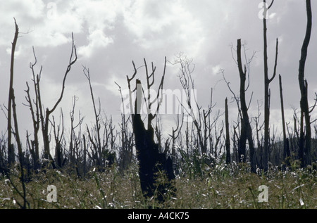 Con milioni di alberi distrutti dall'uragano Joan sulla costa atlantica del Nicaragua, incendi spontanei si sono diffusi attraverso la foresta e la hanno distrutta. Foto Stock